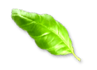 rev_home5_3.png A single bright green leaf with a glossy texture and visible veins, isolated on a light background.
