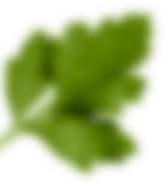 rev_home5_5.png A blurry image of green parsley leaves with a white background.