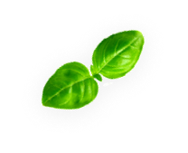 rev_home8_1.png A small sprig of fresh green basil with two leaves on a white background.